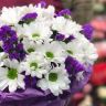 Северное сияние от 10 300 руб.